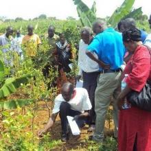 Farmers examine their plants in the fields.