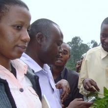 A plant doctor shows farmers how to use their smart phones to photograph plant pests.